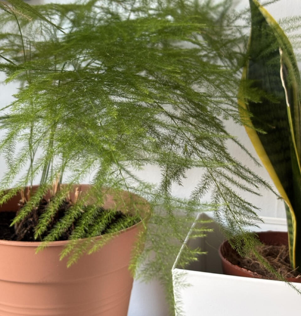 A close up shot of an asparagus fern in a small plant pot
